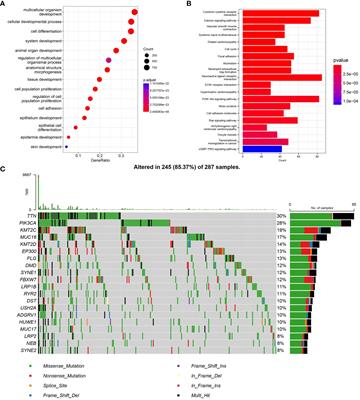 Immune cell infiltration and prognostic index in cervical cancer: insights from metabolism-related differential genes